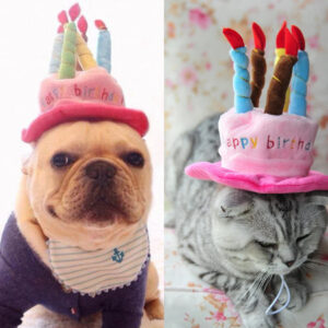 Pet Birthday Hat – PartyPaws